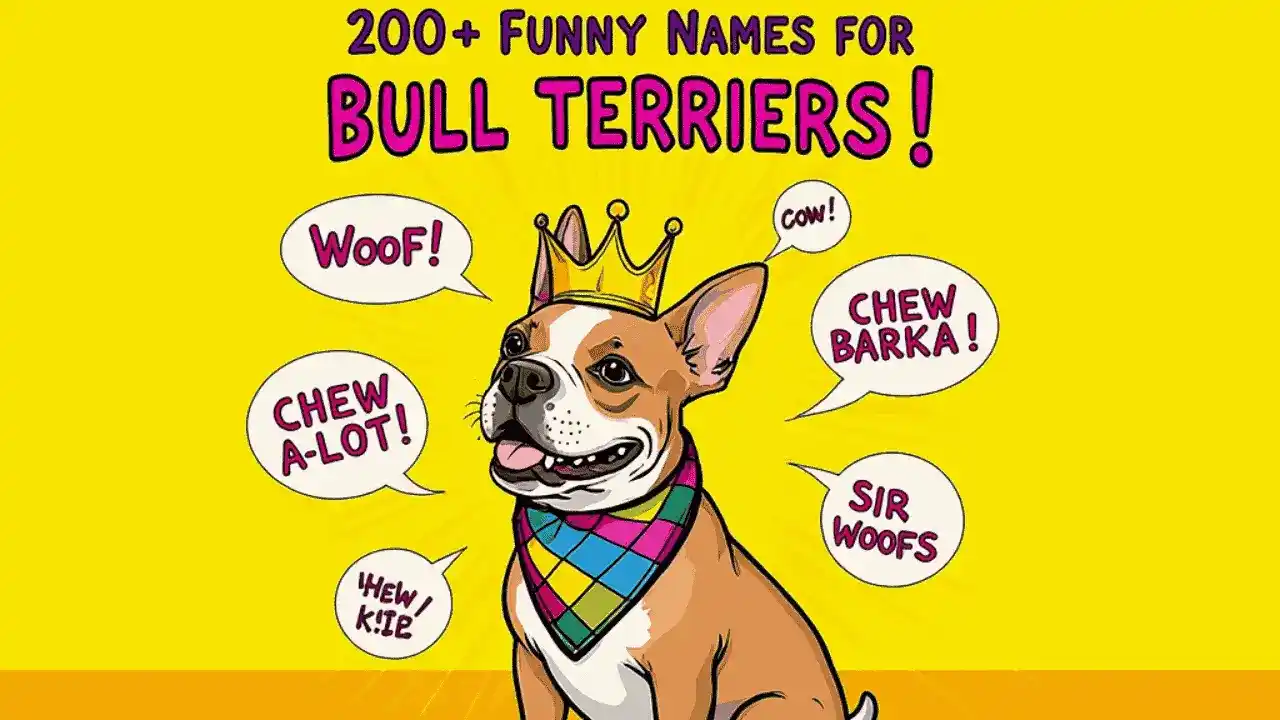 Funny Names for Bull Terriers
